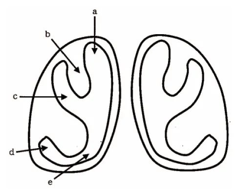 第105回 F問題 第8問の問題画像